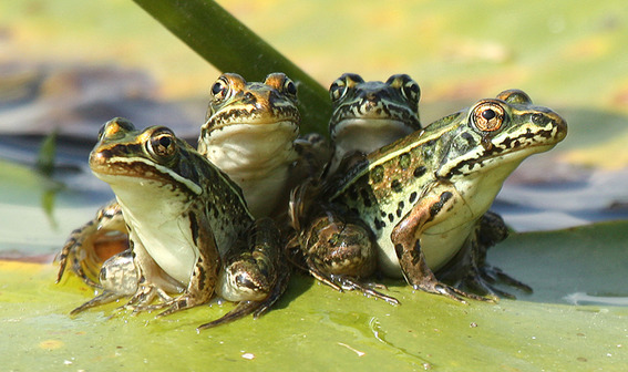 Leopard Frog group