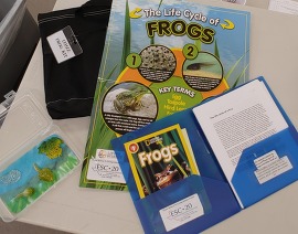 Frog Life Cycle Kit