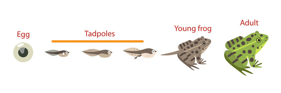 Frog Life Cycle Diagram