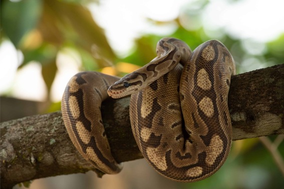 Ball Python on limb