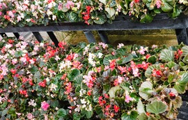 Begonias