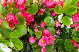 Begonias