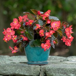 Begonia in blue pot