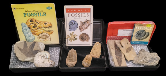 Fossil Kits