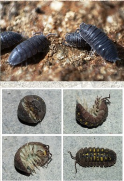 Isopods