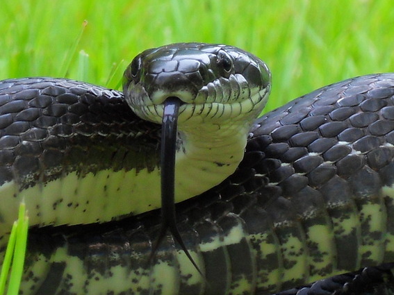 Black Rat Snake