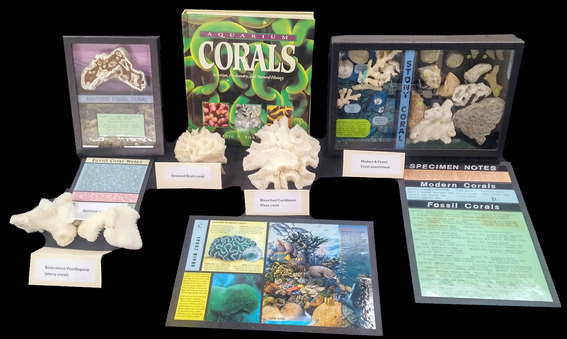 Coral Kit