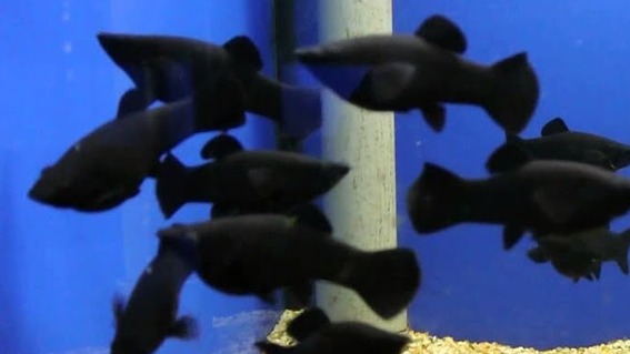 Black Mollies group