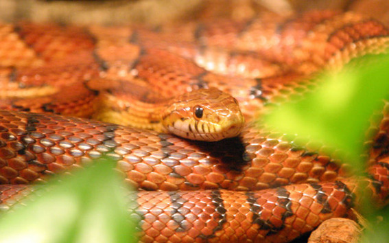 Corn snake