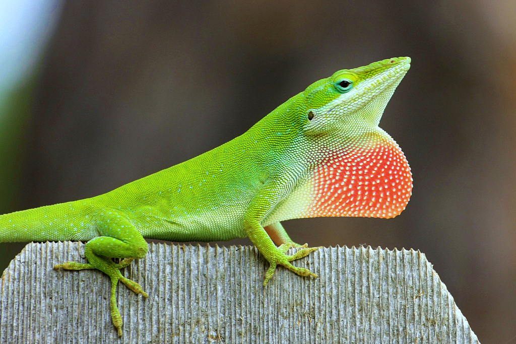 Green Anole with dewlap