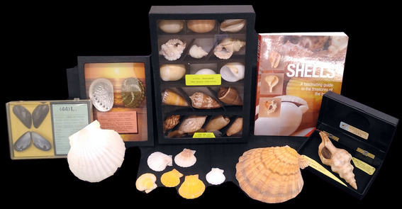 Limited Edition Shells Kit