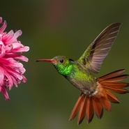 Hummingbird
