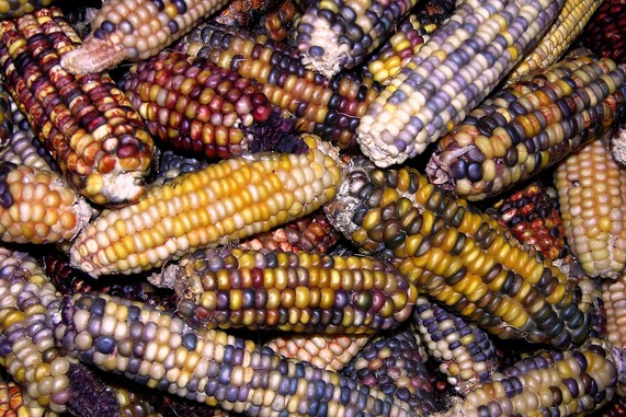 Corn was one of the most important foods grown by early Native American farmers. The kernels, or seeds, come in many different colors.