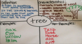 an example of applying the Frayer model to the vocabulary word "tree"