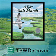 Bird flying over salt marsh