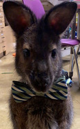 Wallaby
