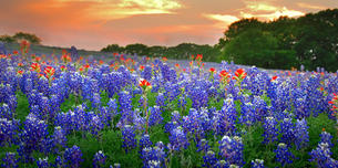 bluebonnets