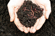 Learn about composting today!