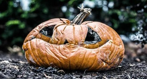 Avoid the landfill! Take your old pumpkins to be composted.