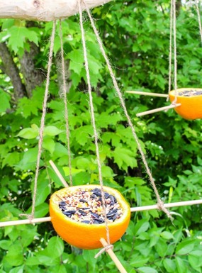 Compostable bird feeder