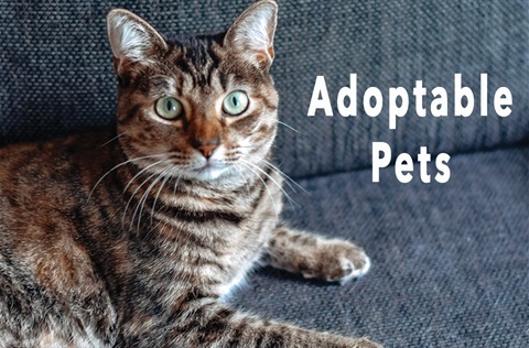 adoptable pets