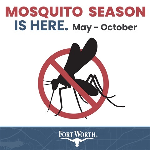 Mosquito Image