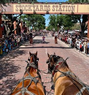 Stockyards cattle drive