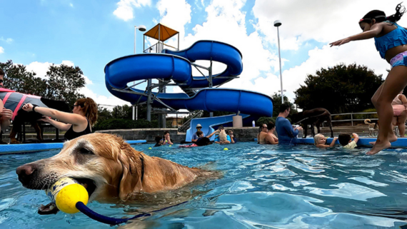 Golden Retriever playing with toy while swimming at Doggie Dive-In
