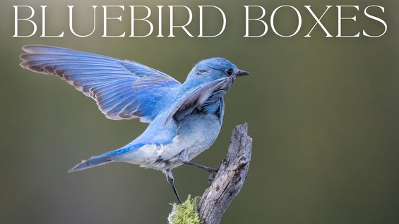 Blue Bird box