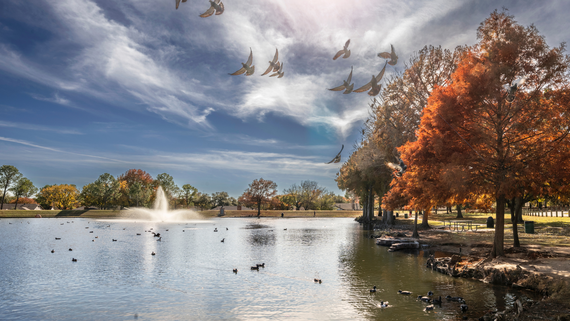 Chisholm Park pond and trees