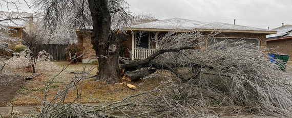 Fallen tree