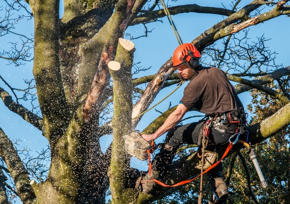 A man in a tree wearing fall protection, hard hat, and goggles uses a chainsaw to trim branches.