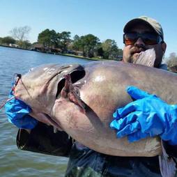 Texas-sized catfish