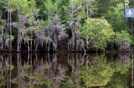 Caddo Lake