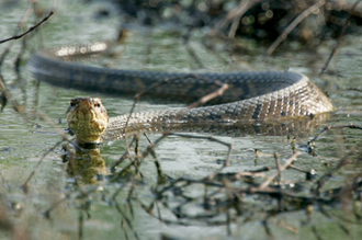 snake swimming in pond