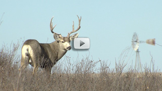 Mule deer in field