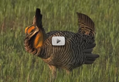Attwater's Prairie Chicken Video