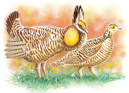 Attwater's Prairie Chicken
