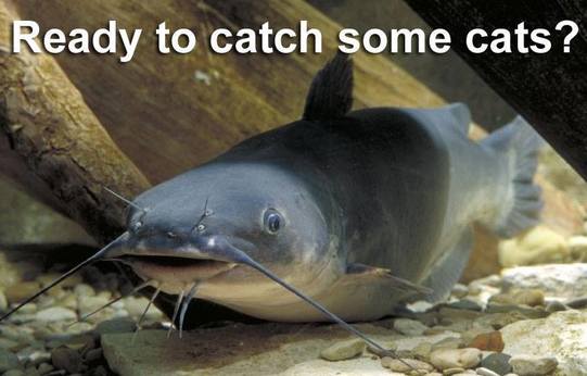 Here Come the Catfish!