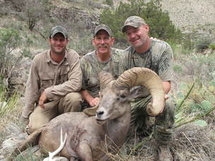 bighorn sheep