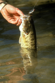 Adult Guadalupe Bass