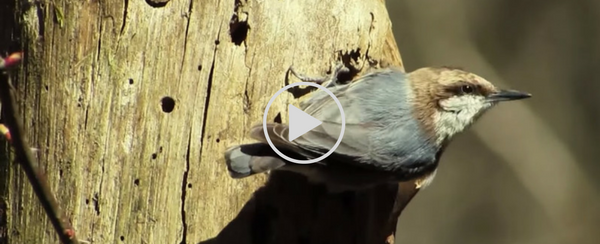 wren on dead wood, video link
