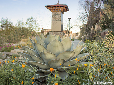Chihuahuan Desert Gardens