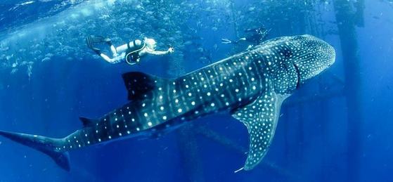 whale shark and divers 