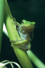 green tree frog