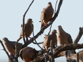 6 doves in a bare tree