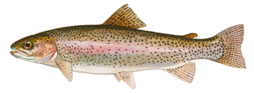 Rainbow trout