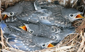 bluebird nestlings
