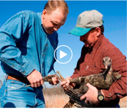 two men holding a turkey hen, video link