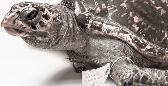 Turtle on Black Market